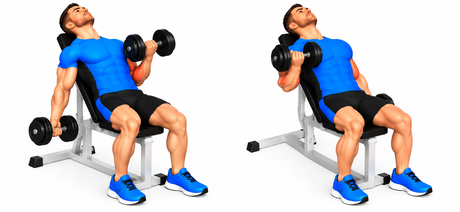Curl biceps alterné : technique, muscles et programme
