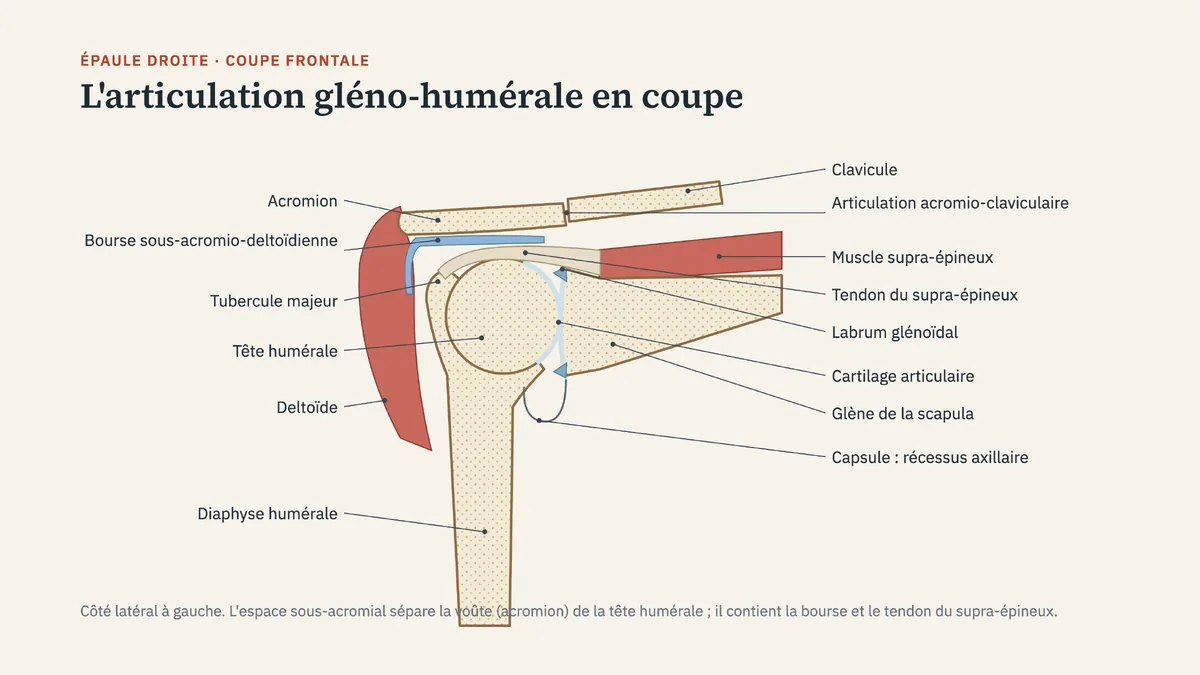 Coupe frontale de l'articulation de l'épaule droite : acromion, bourse sous-acromio-deltoïdienne, tendon du supra-épineux, tête humérale, labrum, cartilage, glène de la scapula, capsule et deltoïde