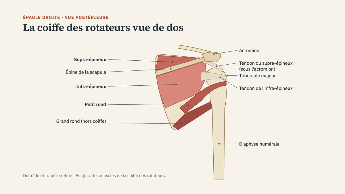 Schéma de la coiffe des rotateurs de l'épaule droite en vue postérieure : supra-épineux, infra-épineux, petit rond, grand rond, épine de la scapula, acromion et tubercule majeur