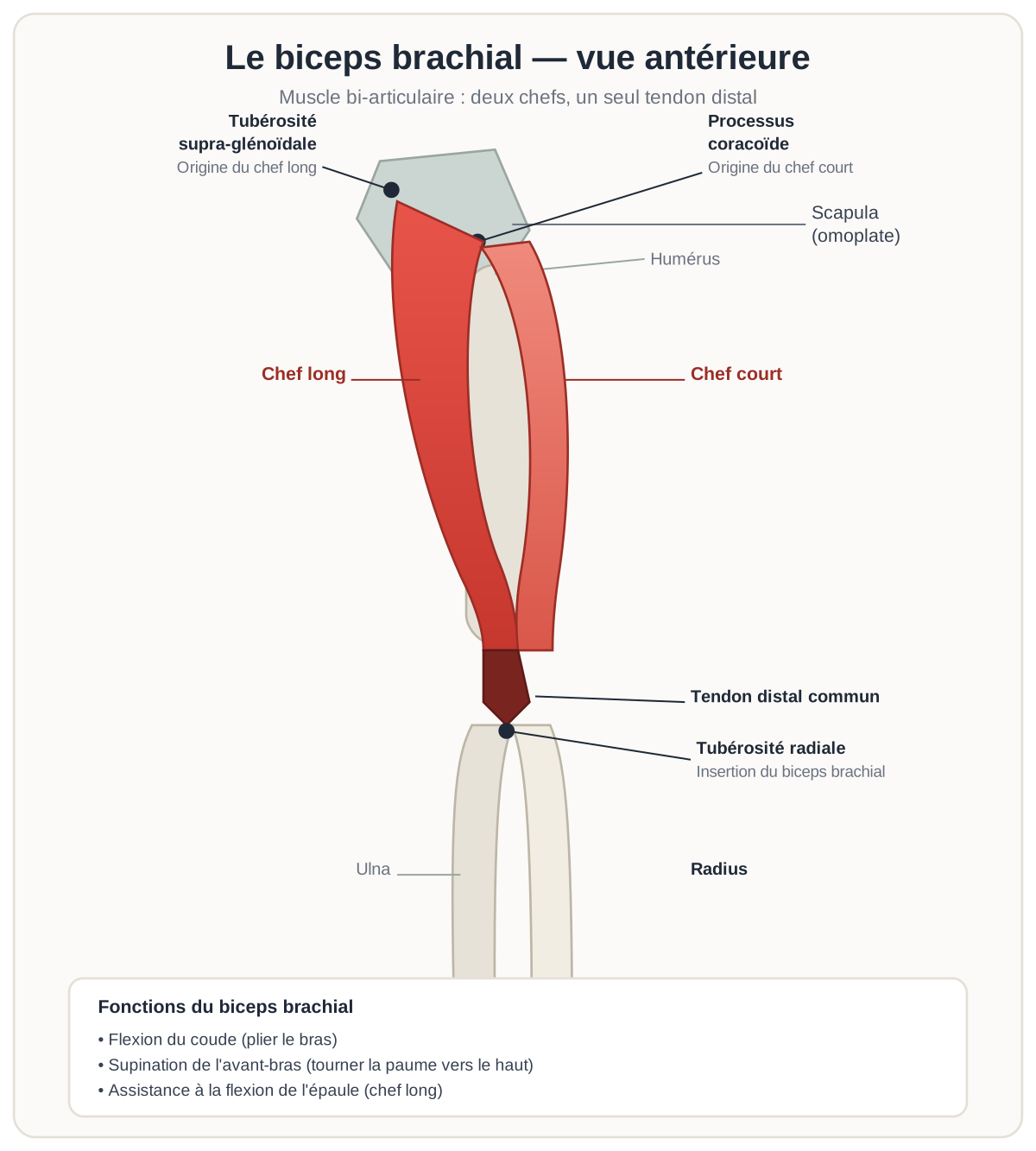 Schéma anatomique du biceps brachial avec chef long et chef court, insertion sur la tubérosité radiale