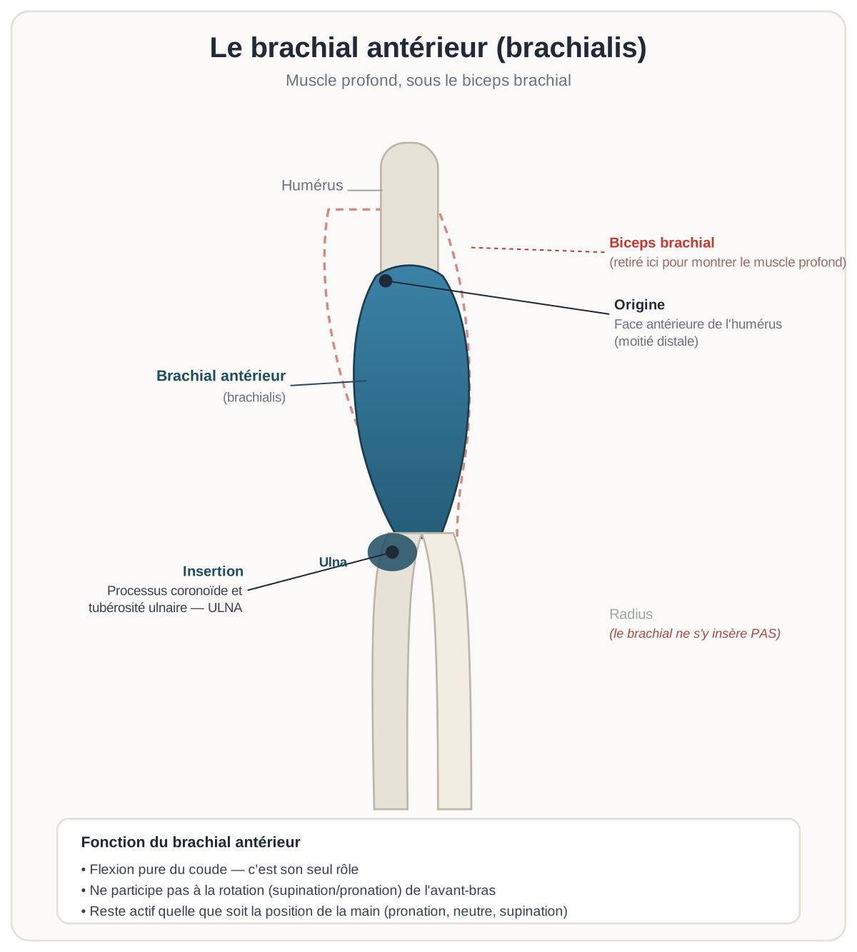 Schéma anatomique du brachial antérieur (brachialis), muscle profond inséré sur l'ulna