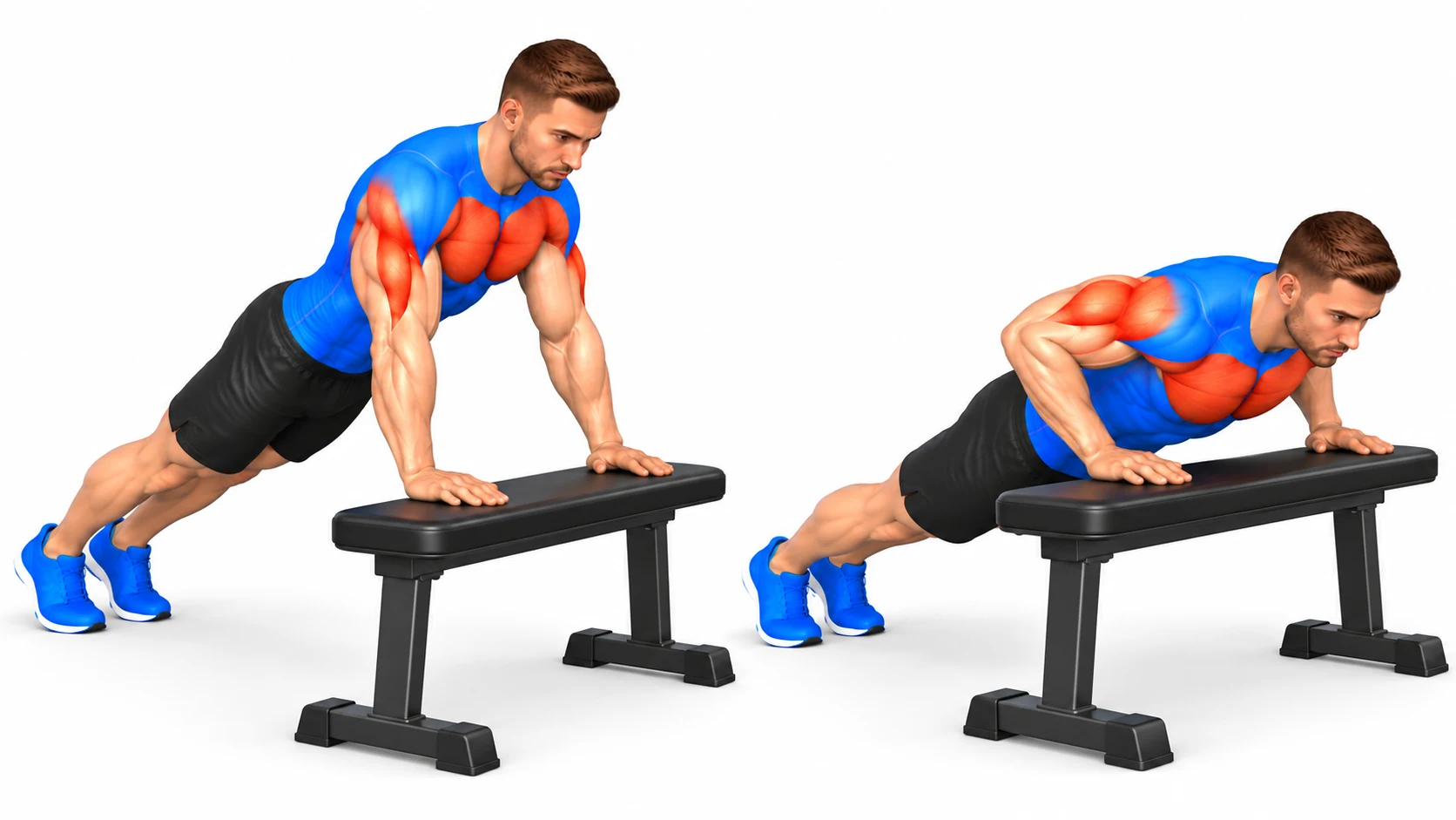 Pompes inclinées, mains surélevées sur un banc : position haute et position basse, pectoraux et triceps sollicités avec une charge réduite