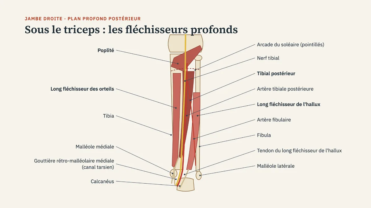 Schéma anatomique de la jambe droite en plan profond postérieur : arcade du soléaire, poplité, nerf tibial, tibial postérieur, long fléchisseur des orteils, artère tibiale postérieure, long fléchisseur de l'hallux, artère fibulaire, tibia, fibula, malléole médiale, gouttière rétro-malléolaire médiale ou canal tarsien, malléole latérale, calcanéus