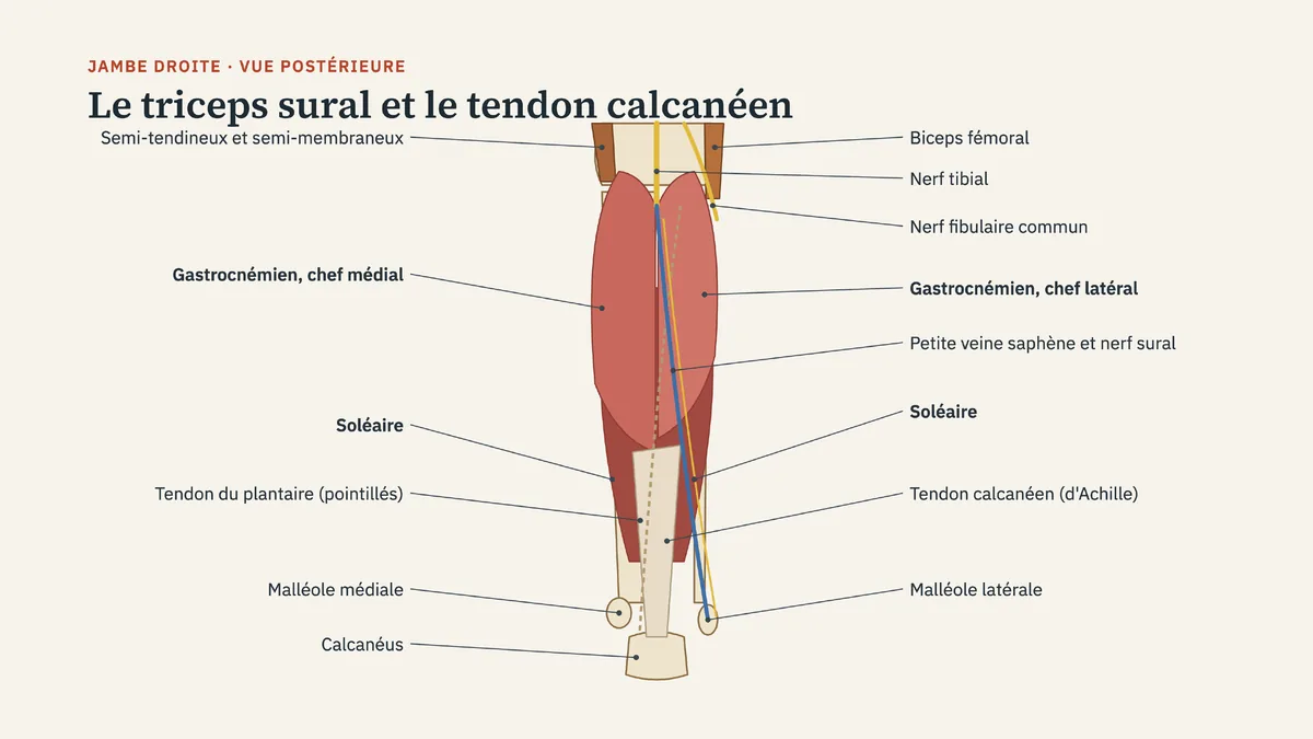 Schéma anatomique de la jambe droite en vue postérieure : semi-tendineux, semi-membraneux, biceps fémoral, nerf tibial, nerf fibulaire commun, gastrocnémien chefs médial et latéral, petite veine saphène et nerf sural, soléaire, tendon du plantaire, tendon calcanéen d'Achille, malléoles médiale et latérale, calcanéus