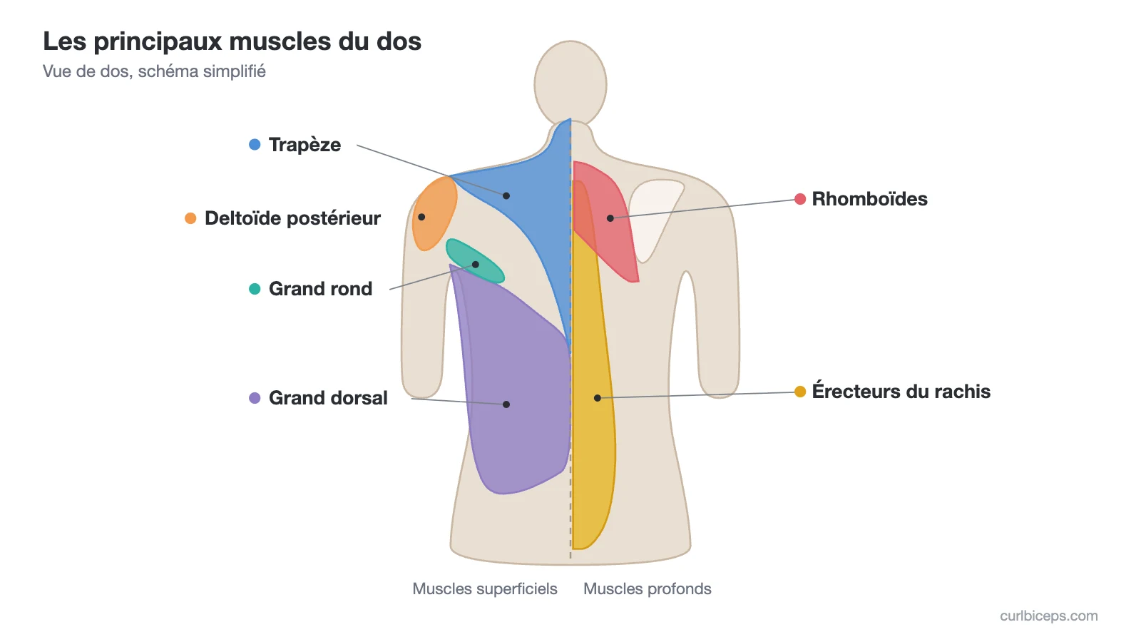 Schéma simplifié des muscles du dos vus de dos : trapèze, deltoïde postérieur, grand rond et grand dorsal en surface ; rhomboïdes et érecteurs du rachis en profondeur